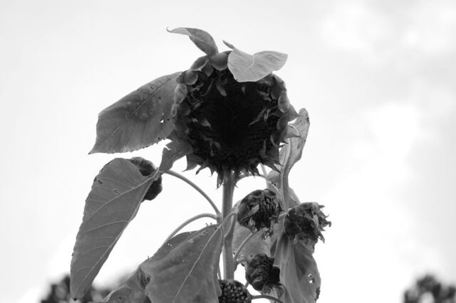 P1040296小グレイ.jpg